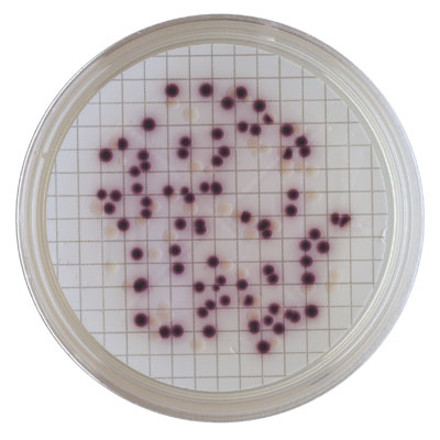 M-TEC Agar
